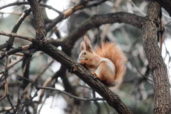 Eichhörnchen Park Eichhörnchen Boden Eichhörnchen Natur Ansicht — Stockfoto