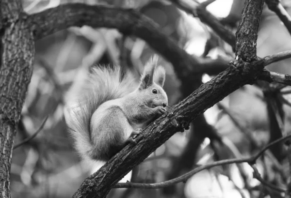 Eichhörnchen Park Eichhörnchen Boden Eichhörnchen Natur Ansicht — Stockfoto