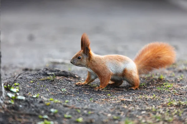 Eichhörnchen Park Eichhörnchen Boden Eichhörnchen Natur Ansicht — Stockfoto