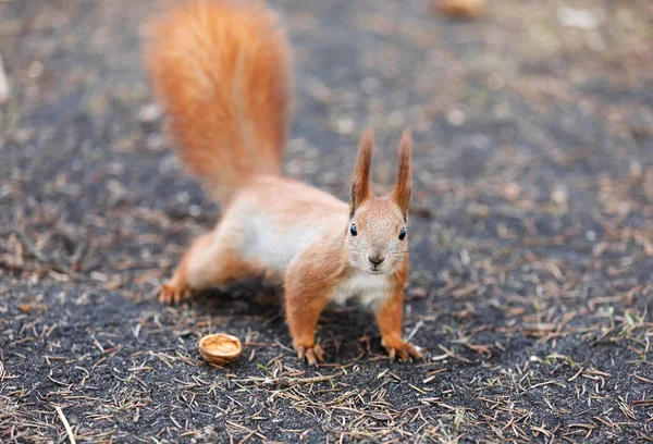 Parktaki Sincap Sincap Yerde Sincap Doğa Görünümü — Stok fotoğraf