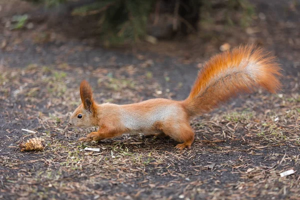 Eichhörnchen Park Eichhörnchen Boden Eichhörnchen Natur Ansicht — Stockfoto