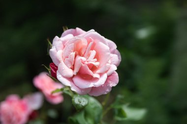 Güller açan yumuşak bir arka plan. Bahçedeki güzel gül çiçekleri. Çiçekli romantik görüntü. 