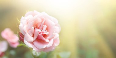 Güller açan yumuşak bir arka plan. Bahçedeki güzel gül çiçekleri. Çiçekli romantik görüntü. 