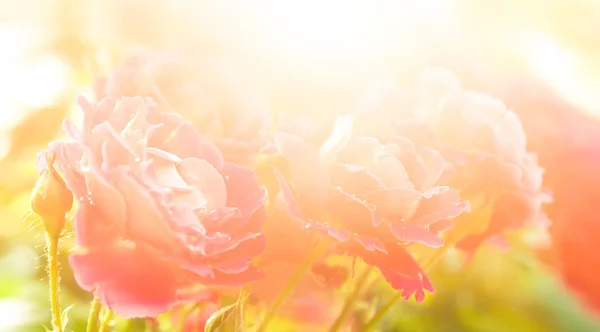 Güller Açan Yumuşak Bir Arka Plan Bahçedeki Güzel Gül Çiçekleri — Stok fotoğraf