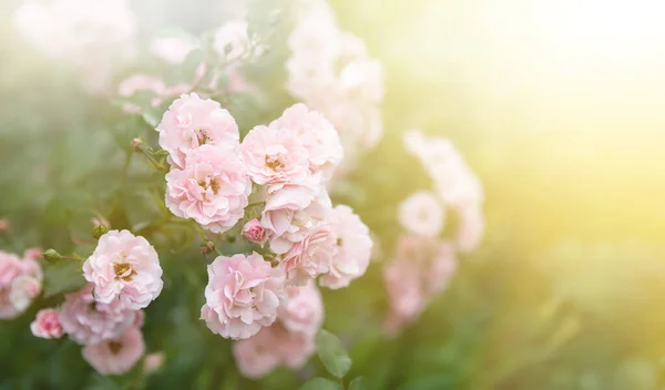 Mild Natur Bakgrund Med Blommande Rosor Vackra Rosenblommor Trädgården Blommig — Stockfoto