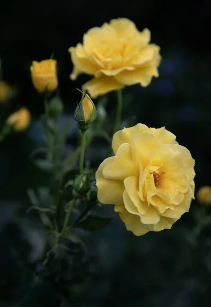 Нежный Природный Фон Цветущими Розами Цветы Роз Саду Цветочный Романтический — стоковое фото