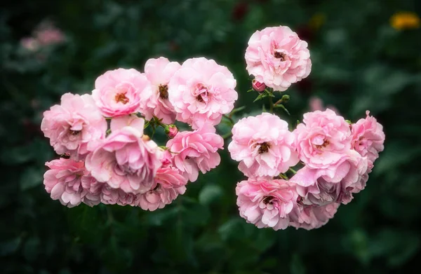 Gyengéd Természet Háttér Virágzó Rózsákkal Gyönyörű Rózsa Virágok Kertben Virágos — Stock Fotó