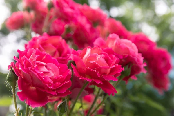 Gentle Nature Background Blooming Roses Beautiful Rose Flowers Garden Floral — Stock Photo, Image