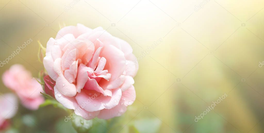 Gentle nature background with blooming roses. Beautiful rose flowers in garden. Floral romantic image. 
