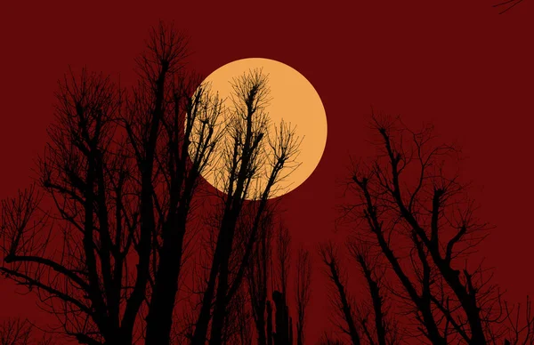 Silhouettes Trees Background Evening Sky Moon — Stock Photo, Image