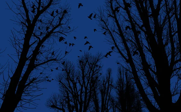Silhouettes Trees Flying Birds Background Evening Sky — Stock Photo, Image