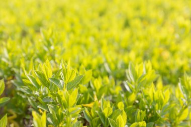 Doğal arka plan konsepti. Bitki arkaplanından yapraklar