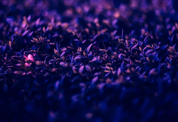 Концепция Естественного Фона Листья Растения Модных Неоновых Цветах — стоковое фото