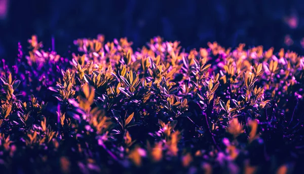 自然背景概念 流行のネオンカラーの植物の葉 — ストック写真