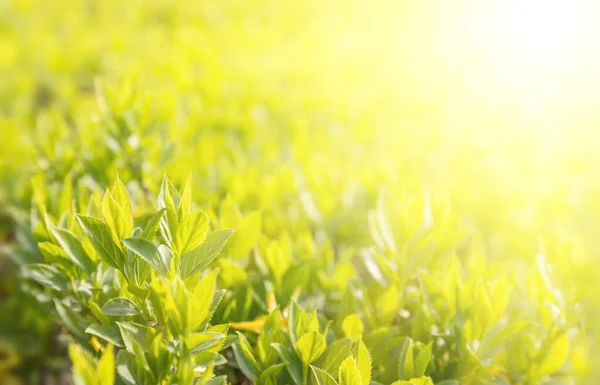 自然背景概念 太陽光のある植物の葉 — ストック写真