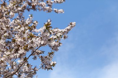 Bahar doğal arka plan. Beyaz çiçeklerle çiçek açan ağaçlar.
