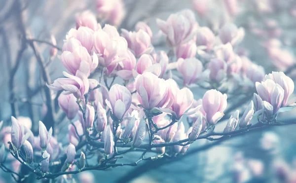 Přirozený Koncept Pozadí Růžová Magnólie Květ Stromu Magnolia Kvetoucí Magnólie — Stock fotografie