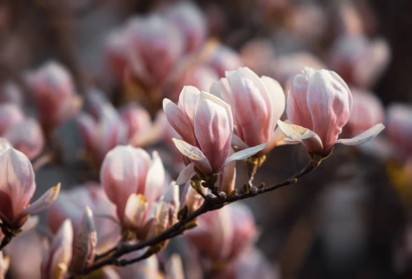 自然背景概念 ピンク マグノリア支部 マグノリアの木の花 自然を背景にしたモクレン科の花 春にはマグノリアの花 — ストック写真