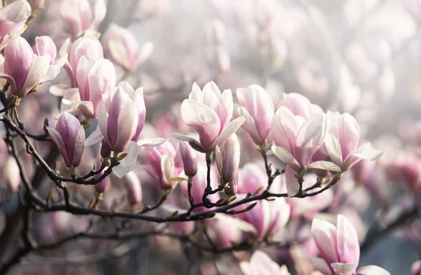 Conceito Fundo Natural Ramo Magnólia Rosa Flor Árvore Magnólia Magnolia — Fotografia de Stock