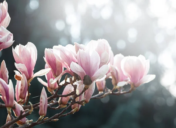 Natural background concept. Pink magnolia branch. Magnolia tree blossom. Blossom magnolia branch against nature background. Magnolia flowers in spring time.