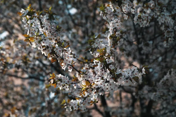 Fondo Natural Primavera Árboles Con Flores Blancas — Foto de Stock