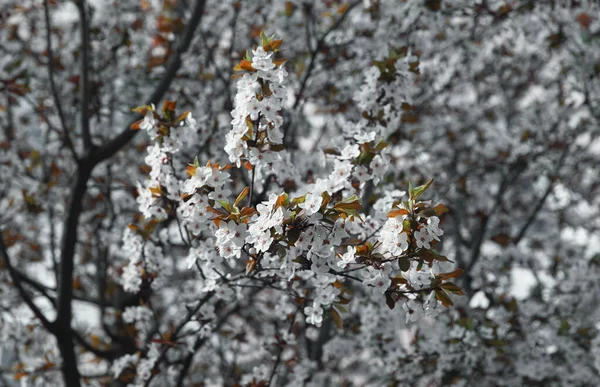 Jarní Přirozené Pozadí Kvetoucí Stromy Bílými Květy — Stock fotografie