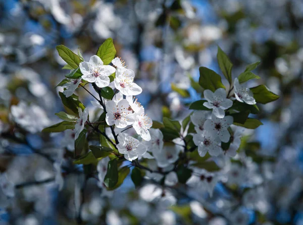 Bahar Doğal Arka Plan Beyaz Çiçeklerle Çiçek Açan Ağaçlar — Stok fotoğraf
