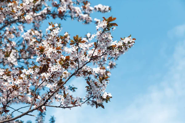 Φυσικό Φόντο Άνοιξη Ανθισμένα Δέντρα Λευκά Άνθη — Φωτογραφία Αρχείου