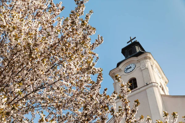 Lente Natuurlijke Achtergrond Bloeiende Bomen Met Witte Bloemen — Stockfoto