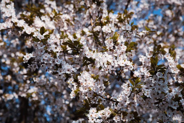 Lente Natuurlijke Achtergrond Bloeiende Bomen Met Witte Bloemen — Stockfoto