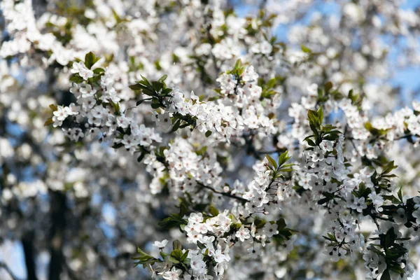 Lente Natuurlijke Achtergrond Bloeiende Bomen Met Witte Bloemen — Stockfoto