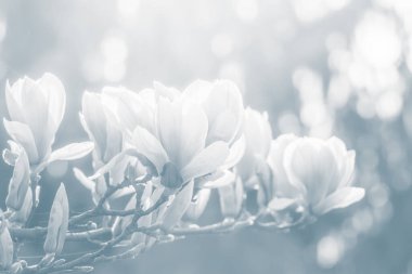 Doğal arka plan konsepti. Pembe manolya dalı. Magnolia ağacı çiçek açar. Gelişmiş manolya dalı, doğanın arka planına karşı. Bahar zamanı manolya çiçekleri. Açık mavi tonda görüntü.