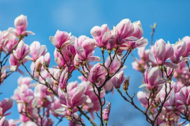 Doğal arka plan konsepti. Pembe manolya dalı. Magnolia ağacı çiçek açar. Gelişmiş manolya dalı, doğanın arka planına karşı. Bahar zamanı manolya çiçekleri.
