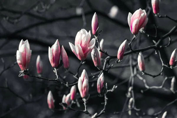 Přirozený Koncept Pozadí Růžová Magnólie Květ Stromu Magnolia Kvetoucí Magnólie — Stock fotografie