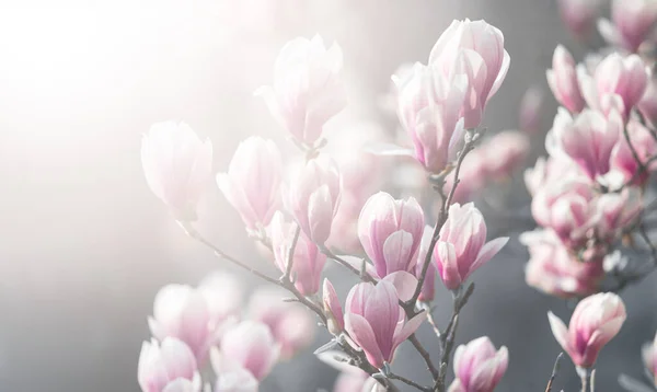 Természetes Háttér Koncepció Rózsaszín Magnólia Magnolia Virágzik Blossom Magnolia Természet — Stock Fotó