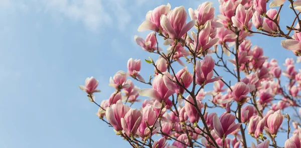 自然背景概念 粉色木兰花分枝 木兰花花 在自然的背景下 百合花分枝 春天里的木兰花 — 图库照片