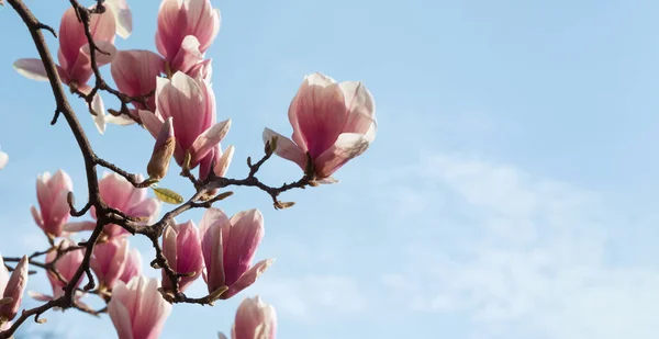 Concepto Fondo Natural Rama Magnolia Rosa Flor Árbol Magnolia Flor — Foto de Stock