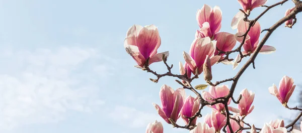 Természetes Háttér Koncepció Rózsaszín Magnólia Magnolia Virágzik Blossom Magnolia Természet — Stock Fotó