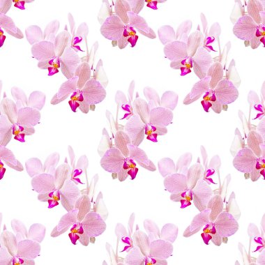 Orkide pürüzsüz desen. Kumaş, duvar kağıdı, ambalaj kağıdı olarak kullanılabilir..