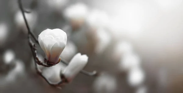 Güneş Işığında Çiçek Açan Manolya Çiçeğinin Yumuşak Odak Görüntüsü — Stok fotoğraf