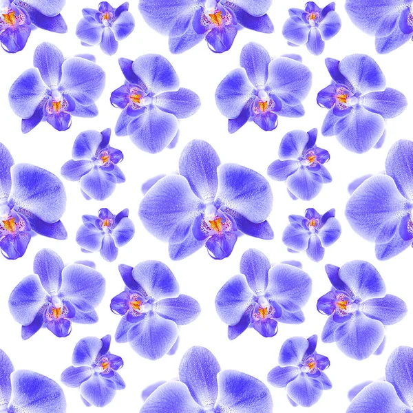 Orchid Seamless Pattern Can Used Fabric Wallpaper Wrapper — Stock Photo, Image