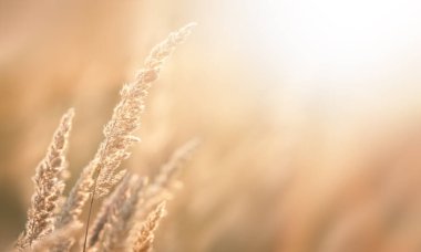 Güneş ışığında yabani çimen tarlası. Yumuşak güneş ışınları ve sıcak tonlama