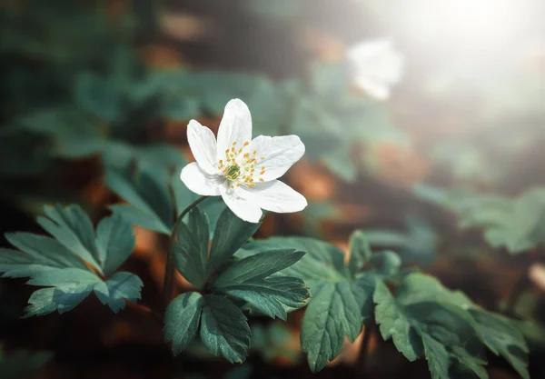 Primeiras Flores Primavera Anemone Sylvestris Luz Sol — Fotografia de Stock