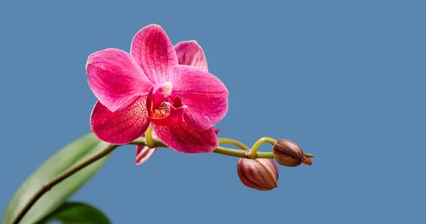 Schöner Zweig Rosa Orchideen Vor Blauem Hintergrund — Stockfoto