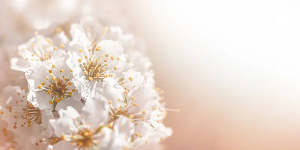 Güneşin Altında Açan Bir Ağacın Ilk Bahar Çiçekleri — Stok fotoğraf