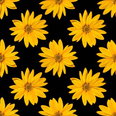 Topinambur. Kudüs enginarı kara sırtüstü izole edilmiş.