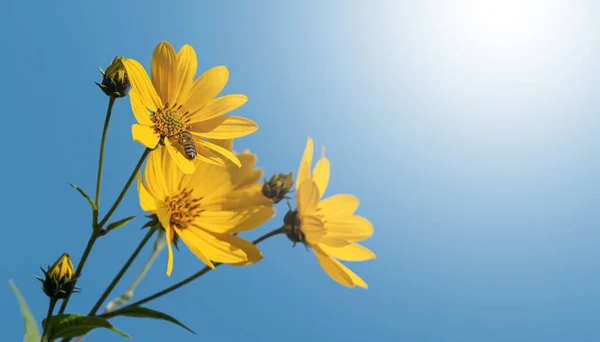 Άνθη Αγκινάρας Ιερουσαλήμ Κίτρινα Λουλούδια Τοπιναμπούρ Στο Φως Του Ήλιου — Φωτογραφία Αρχείου