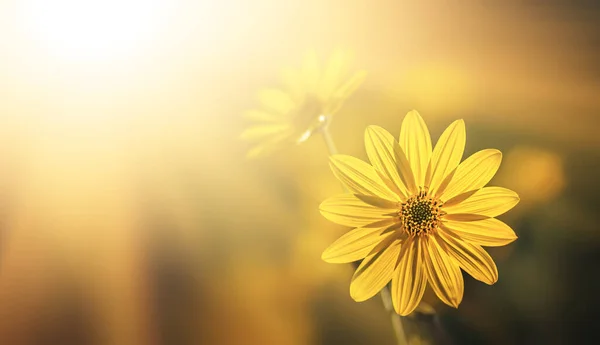 Topinambur Aus Jerusalem Gelbe Topinambur Blüten Sonnenlicht Auf Weichem Naturhintergrund — Stockfoto