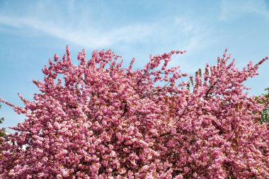 Sakura ağaçları. Bahar kiraz çiçekleri, pembe çiçekler. Baharda çiçeklerle dolu bir arka plan