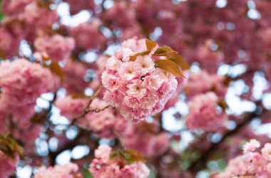 Sakura ağaçları. Bahar kiraz çiçekleri, pembe çiçekler. Baharda çiçeklerle dolu bir arka plan